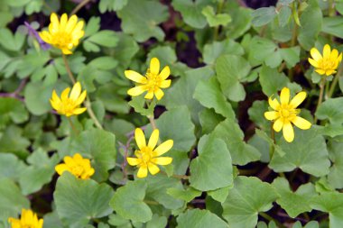 İlkbaharda, Ranunculus kurgu doğada çiçek açar.