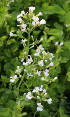 Erken olgunlaşan bahçe bitkisi doğada çiçek açar.