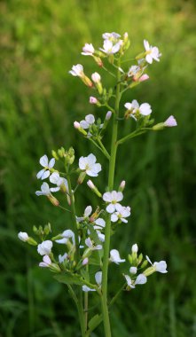 Erken olgunlaşan bahçe bitkisi doğada çiçek açar.