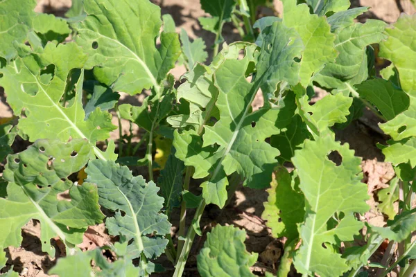 Bir tarlada, zararlılardan zarar görmüş kolza tohumu yaprakları