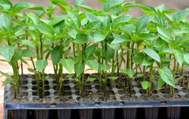Organik topraklı kasetlerde tatlı biber filizleri yetişiyor.