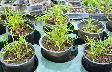 Çiçek fidelerinin baharda ekilmesi.