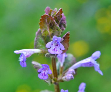 İlkbaharda, Glechoma hederacea doğada büyür ve çiçek açar.