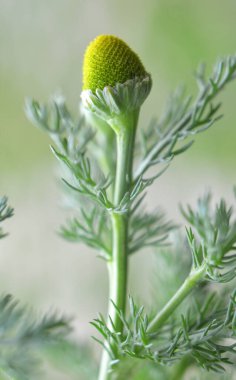 Kokulu papatya çayı (Matrikaria diskoidea) vahşi doğada yetişir.