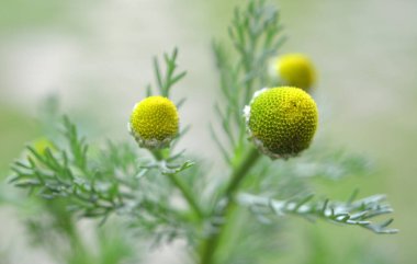 Kokulu papatya çayı (Matrikaria diskoidea) vahşi doğada yetişir.