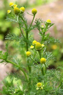 Kokulu papatya çayı (Matrikaria diskoidea) vahşi doğada yetişir.