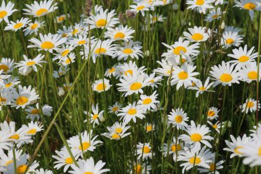 Papatyalar Leucanthemum vulgare vahşi doğada çiçek açar.