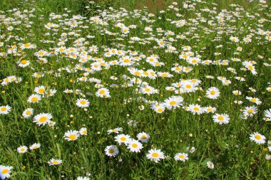 Papatyalar Leucanthemum vulgare vahşi doğada çiçek açar.