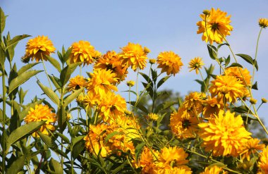 Rudbeckia laciniata blooms in the garden in summer