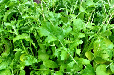 Bahçede yetişen baharatlı roka bitkisi (Eruca sativa)