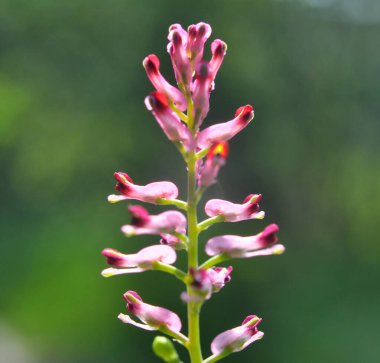 Fumaria officinalis baharda doğada çiçek açar.