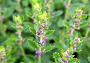 Yazın, Teucrium chamaedrys otların arasında yetişir.