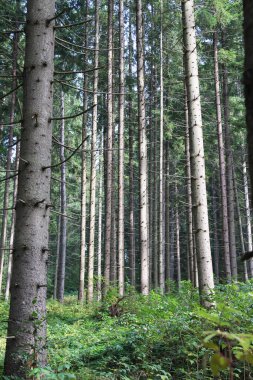 Avrupa ladini (Picea abies) Ukrayna 'daki Karpat Dağları' nın ormanlarında yetişir.