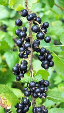 (Ribes nigrum) Çalı meyveleri olgun frenk üzümü vardır).