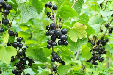 (Ribes nigrum) Çalı meyveleri olgun frenk üzümü vardır).