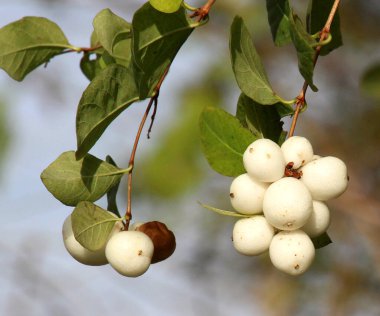 Doğada, zehirli meyveler karmersininde olgunlaşmıştır (senforicarpos albus)