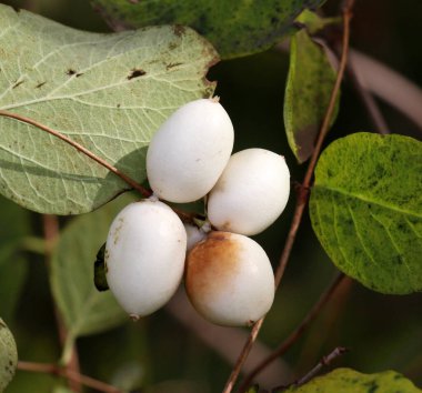 Doğada, zehirli meyveler karmersininde olgunlaşmıştır (senforicarpos albus)