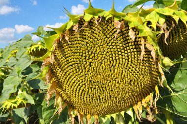 Yaz sonlarında ayçiçeği olgunlaşır tarlada.