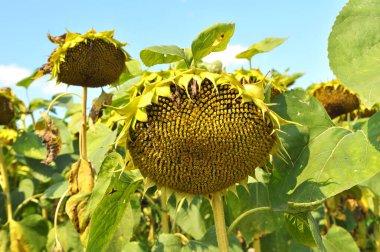 Yaz sonlarında ayçiçeği olgunlaşır tarlada.