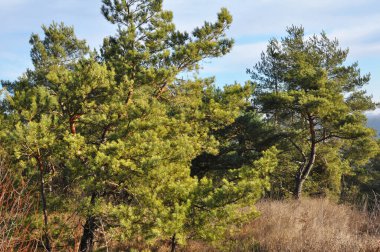 Doğada - İskoç çamı olan güzel bir manzara (Pinus sylvestris)