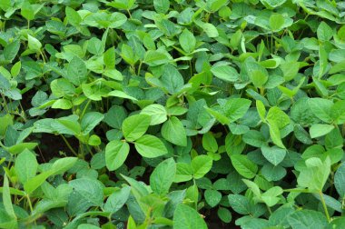 Yazın, tarlada soya fasulyesi yetişir.