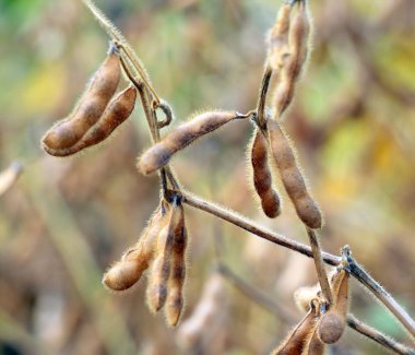 Bir tarlada olgunlaşmış soya tohumlarının üzerinde