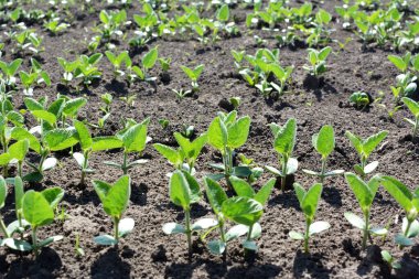 Bir tarlada taze soya fasulyesi mahsulü