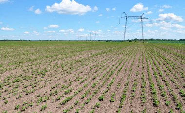 Bir tarlada taze soya fasulyesi mahsulü