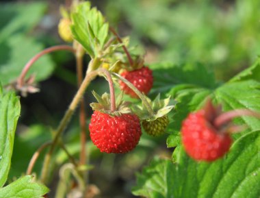 Yazın vahşi doğada olgunlaşan yabani çilekler.