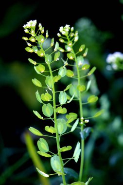 Doğada, Thlaspi arvense yabani otların arasında yetişir.