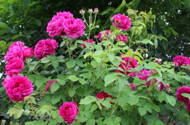 Bahçede bir çay gülü (Rosa odorata) çiçek açıyor