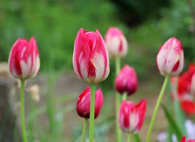Baharda, bahçedeki bir çiçek tarhında kırmızı laleler açar.