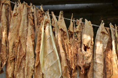 For drying, tobacco leaves are strung on a cord
