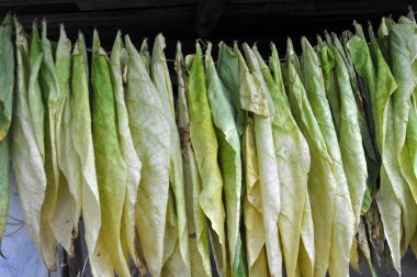 For drying, tobacco leaves are strung on a cord