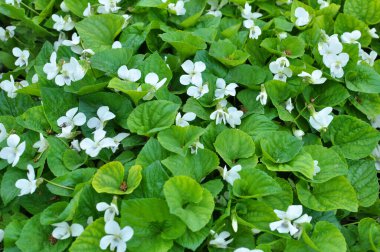 Beyaz bahçe menekşeleri baharda çiçek açar.