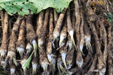 Yığının üzerinde taze, kazılmış yaban turpu kökü var.