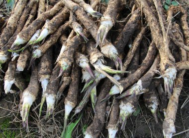 Yığının üzerinde taze, kazılmış yaban turpu kökü var.