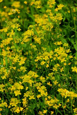 Yabanturpu (Rorippa) vahşi doğada yetişir.