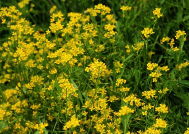 Yabanturpu (Rorippa) vahşi doğada yetişir.