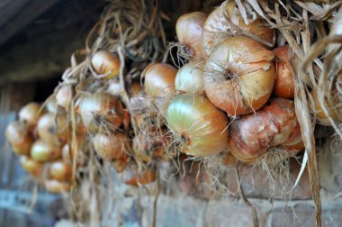 Tarladan toplanan soğanlar uzun vadede depolanmadan önce kurutulur..