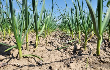 Tarlada organik topraklarda sarımsak yetişiyor.