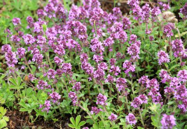 Kekik (Thymus serpilllum) yazın vahşi doğada açar.