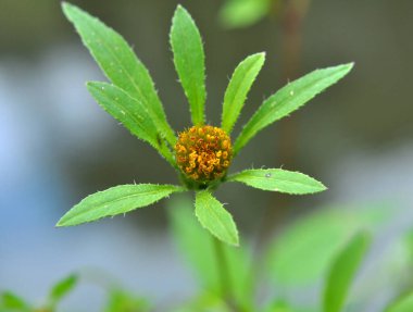Vahşi doğada, Bidens (Bidens frondosa, Bidens tripartita) cinsinden otlar büyür.