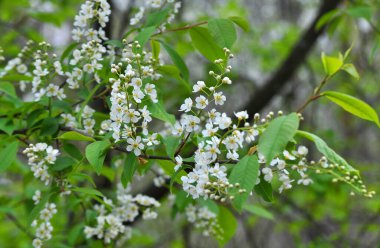 İlkbaharda, kuşkiraz ağacı (Prunus padus) doğal olarak büyür ve çiçek açar.