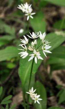 Allium ursinum grows in the forest, in the wild