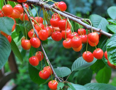 Bir ağaç dalında, olgun kırmızı çilekler tatlı kiraz (Prunus avium)