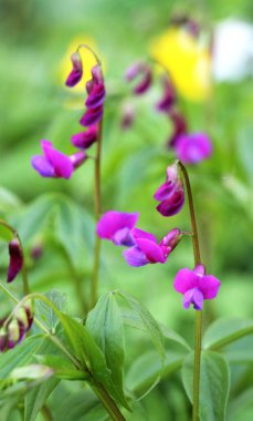 Ormanda ilkbahar çiçek açar Lathyrus vernus