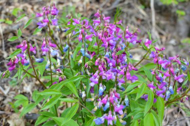 Ormanda ilkbahar çiçek açar Lathyrus vernus