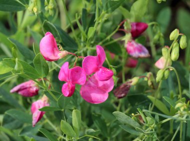 Yazın, Lathyrus tüberosus tarladaki otların arasında yetişir.