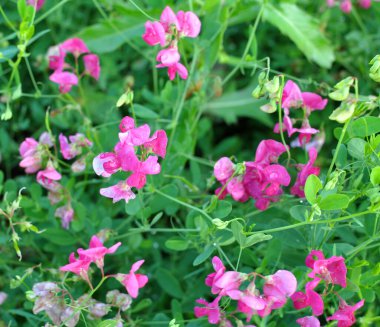 Yazın, Lathyrus tüberosus tarladaki otların arasında yetişir.